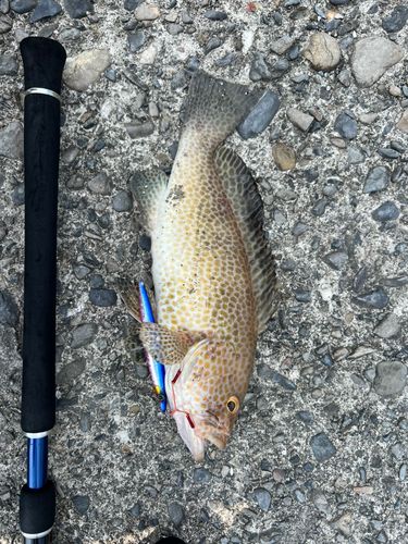 オオモンハタの釣果