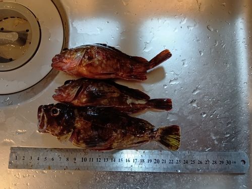 メバルの釣果