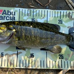 スモールマウスバス