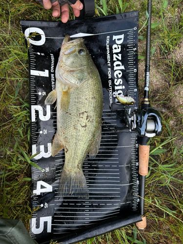 ブラックバスの釣果