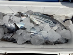 カツオの釣果