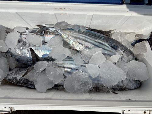 カツオの釣果