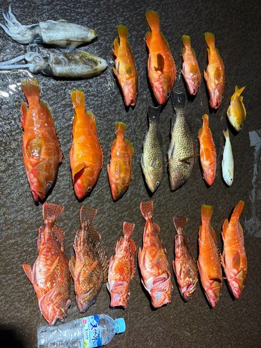 アオリイカの釣果
