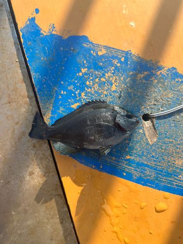 メジナの釣果