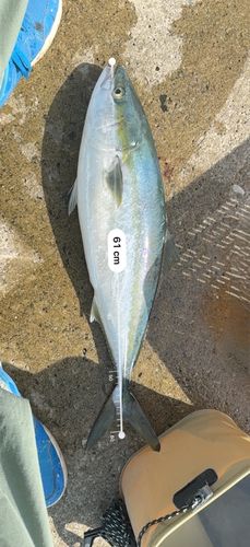 ワラサの釣果