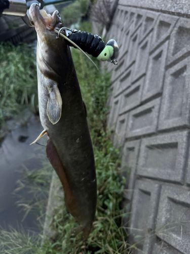 ナマズの釣果