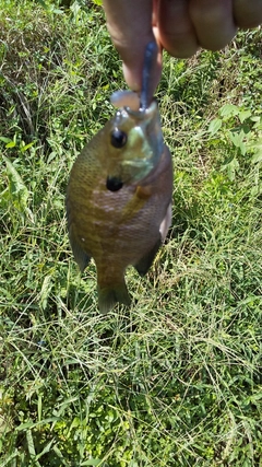 ブルーギルの釣果