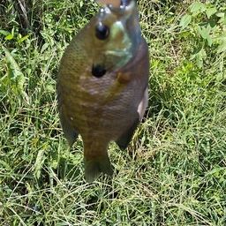 ブルーギル
