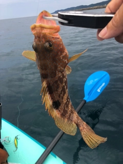 キジハタの釣果