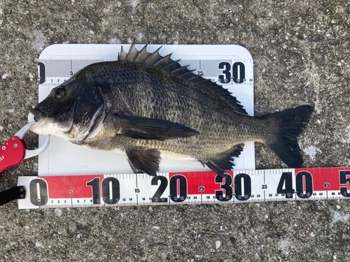 チヌの釣果
