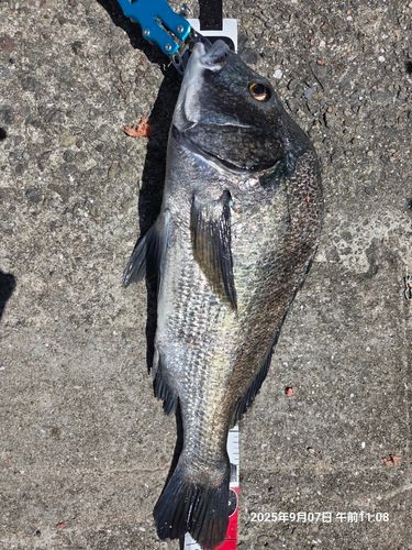 チヌの釣果