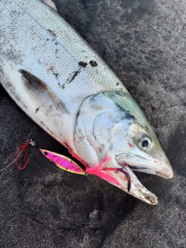 アキアジの釣果