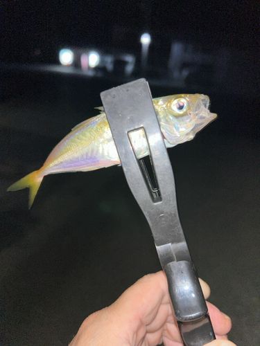 唐桑漁港