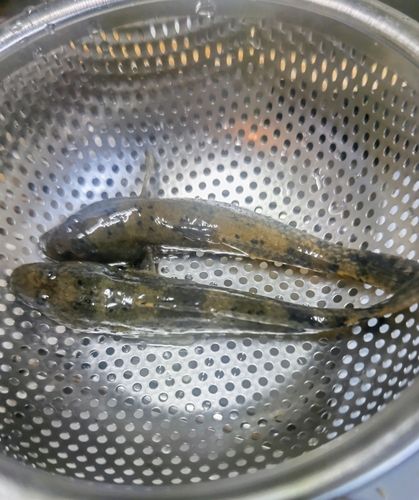 ハゼの釣果