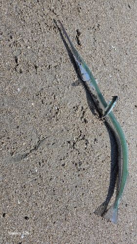 伊良湖サーフ