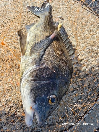 チヌの釣果