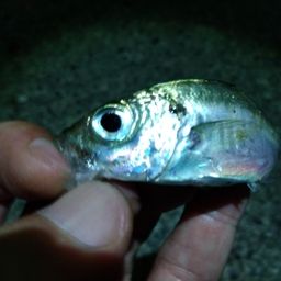 アジ