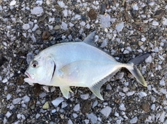 メッキの釣果
