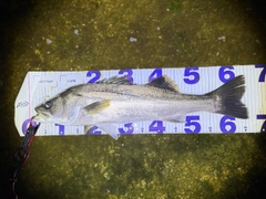 シーバスの釣果
