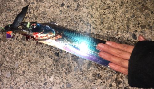 タチウオの釣果