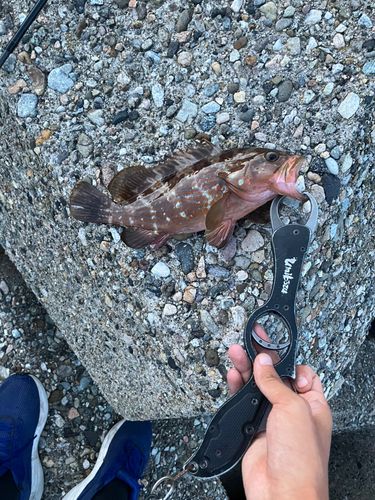 キジハタの釣果