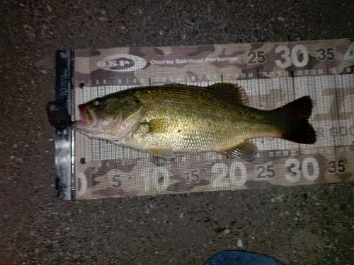 ラージマウスバスの釣果