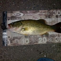 ラージマウスバス