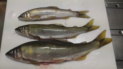アユの釣果