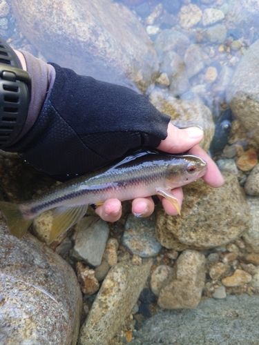 カワムツの釣果