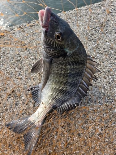 チヌの釣果