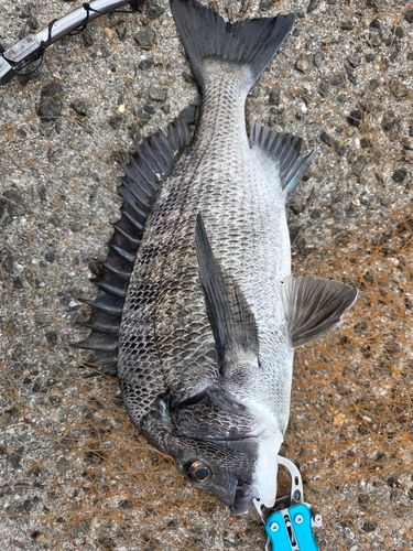 チヌの釣果