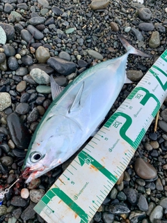 ヒラソウダの釣果