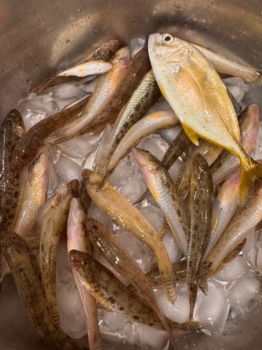 ハゼの釣果