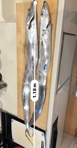 タチウオの釣果