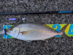 カンパチの釣果