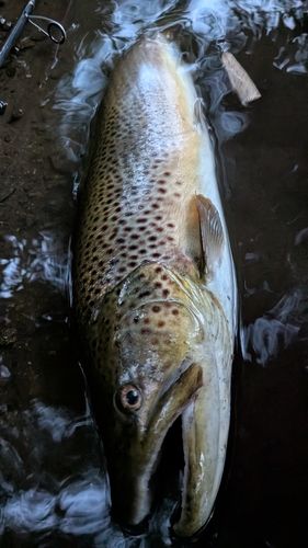 ブラウントラウトの釣果