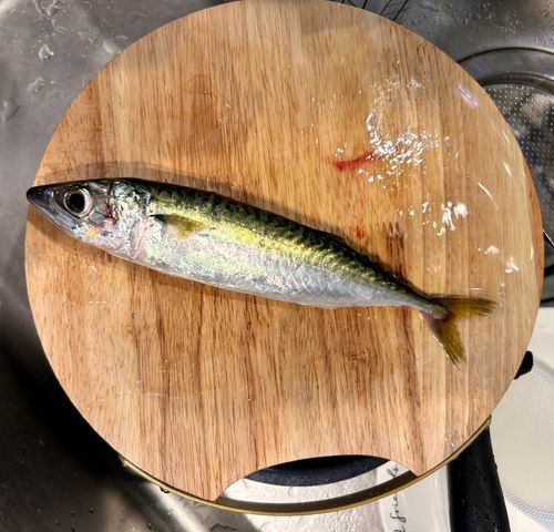サバの釣果
