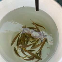 アジ