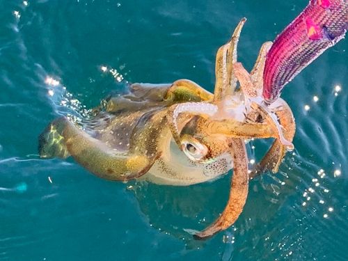 アオリイカの釣果