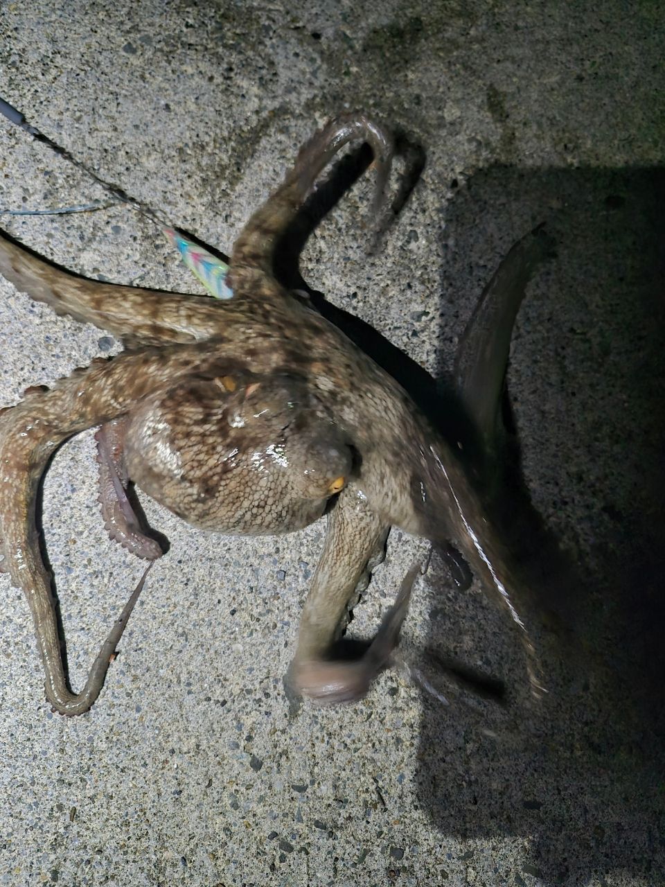 タコ