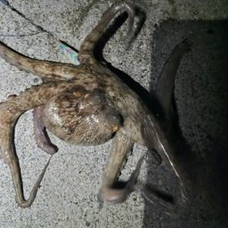 タコ