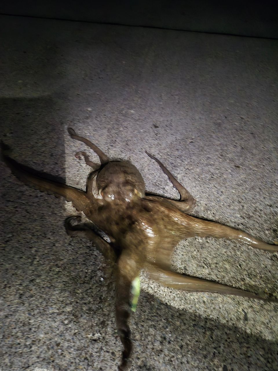 タコ
