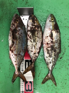 ショゴの釣果