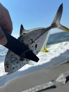 メッキの釣果