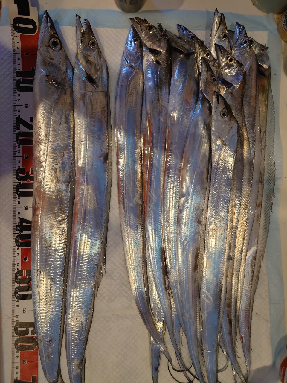 狐.comさんの釣果 2枚目の画像