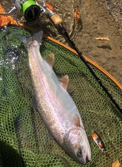 ニジマスの釣果