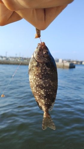 アイゴの釣果