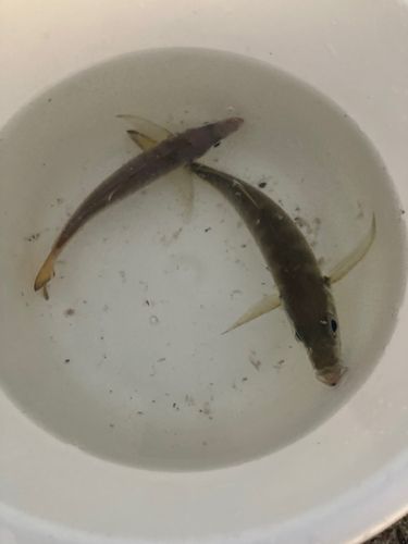 小名浜港市場前