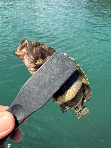 アオハタの釣果