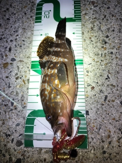 キジハタの釣果